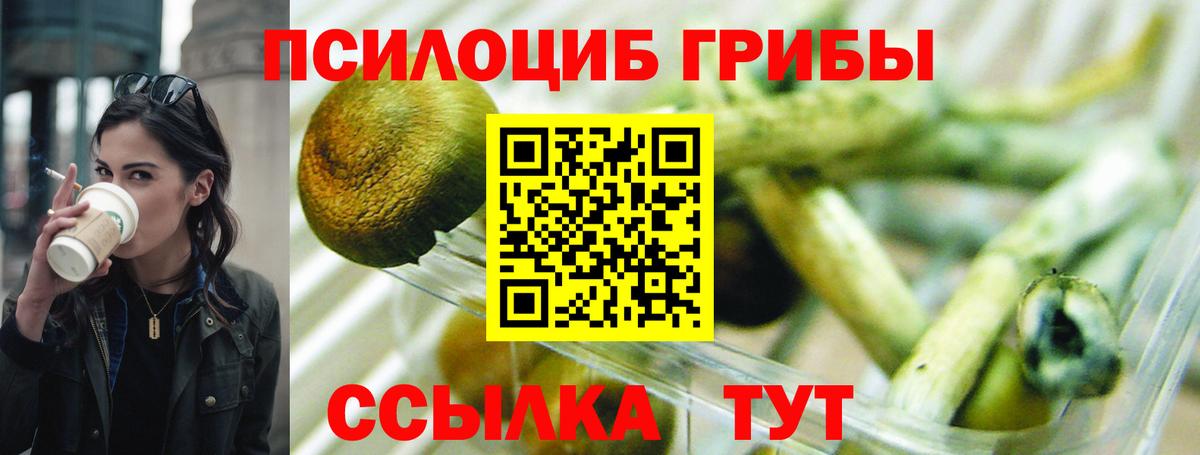 Псилоцибиновые грибы Cubensis Гатчина